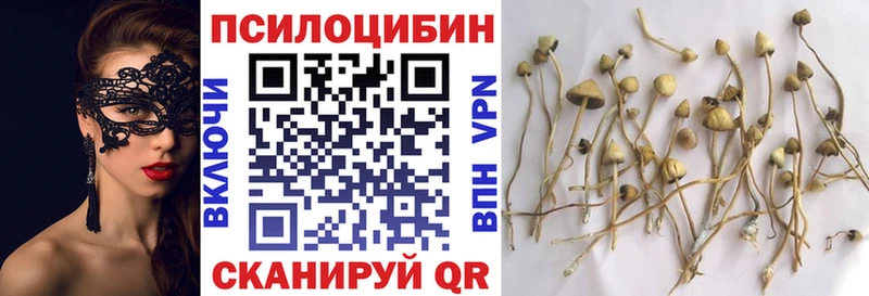 купить наркотик  Шенкурск  Псилоцибиновые грибы Psilocybe 